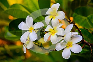 Frangipani Flowers photo