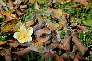 Frangipani flowers fall among dry leaves