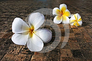 Frangipani flowers on Fijian mate