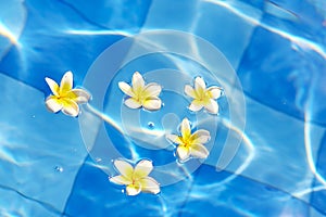 Frangipani flowers floating in blue water