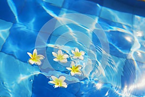 Frangipani flowers floating in blue water