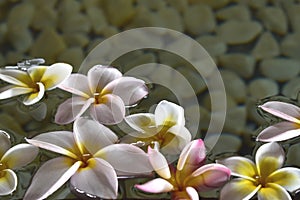 Frangipani flowers floating on water, spa, relaxation, wellness backgrounds