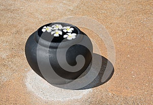 Frangipani flowers floating in water