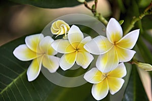 frangipani flowers in the garden