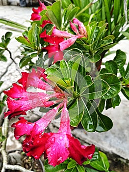 Frangipani flowers get rained on, Kudus Indonesia