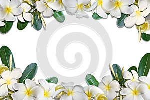 Frangipani flowers and leaf frame isolate on white background