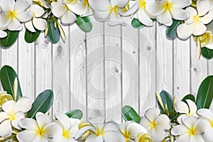 Frangipani flowers and leaf frame on white wood floor background