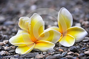Frangipani flowers on pebbles