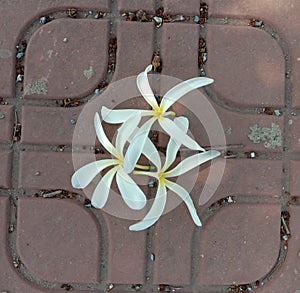 Frangipani flowers Plumeria flowers blooming isolated on brick worm flooring background closeup.