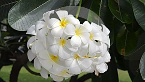 Frangipani flowers or plumeria on tree