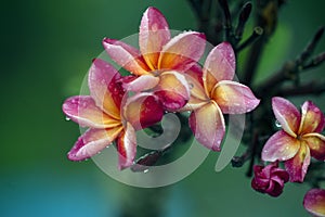 Arbustos flores en la lluvia 