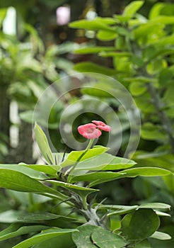 Frangipani flowers is red