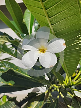frangipani flowers with a slight white pattern in the middle photo