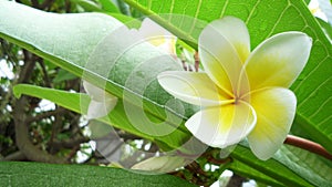 Frangipani flowers