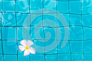 Frangipani flowers in the swimming pool detail