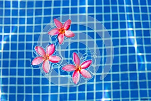 Frangipani flowers in the swimming pool. Top view
