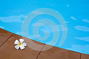 Arbustos flores en nadar piscina 
