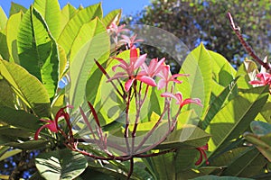 Frangipani flowers on tree