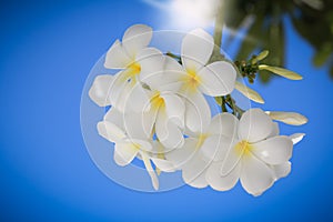 Frangipani flowers on a tree in the garden