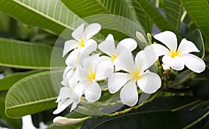 Frangipani flowers photo
