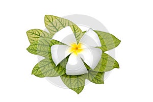 Frangipani flowers white