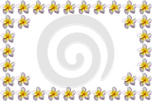 Frangipani flowers on white background. For posters, greeting cards, wedding cards and events