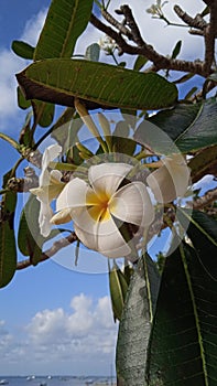Frangipani flowers or white Jepun flowers in Balinese.