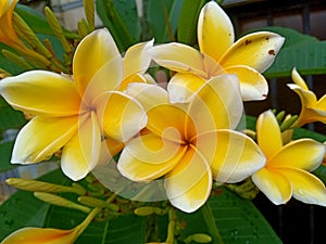 Frangipani flowers are yellow, plants that require sunlight and a little water, many color variants