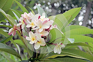 Frangipani flowers are yellowish white on tree.