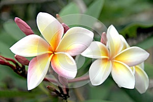 Frangipani flowers are yellowish white on tree.