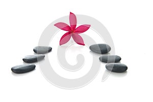 Frangipani flowers with zen rocks