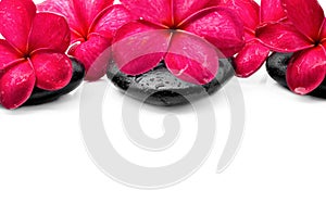 Frangipani flowers with zen stone