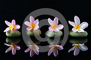 Frangipani flowers on a zen stones with reflection