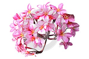 frangipani flowers2