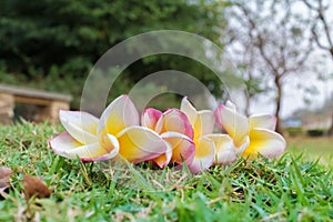 Frangipani on a grass background