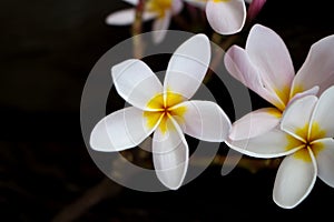 Frangipani has beautiful white and yellow flowers.