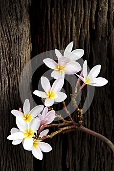 Frangipani has beautiful white and yellow flowers.