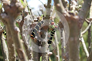 Frangipani Hornworms or also known as Rasta caterpillars defoliating trees in Martinique