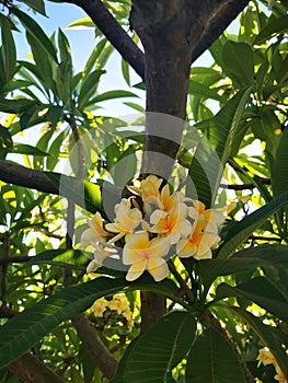 Frangipani on Kos island