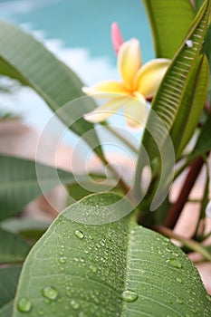 Frangipani Leaf