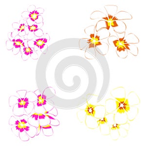 Frangipani and leaves Isolated On White Background