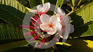 The Frangipani a Madeira Island Tropical Plant that smells so nice