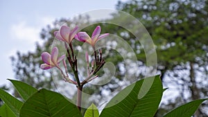 The frangipani is a notorious tropical tree. photo