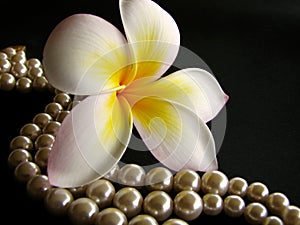 Frangipani with Pearls 3 photo