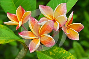 Frangipani pink and yellow flowers over the green leaves in natural environment in Nakhon Sri Thammarat, Thailand.