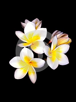 Frangipani plumeria alba, hawaian flower on black background.