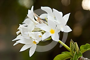 Frangipani, Plumeria blooming