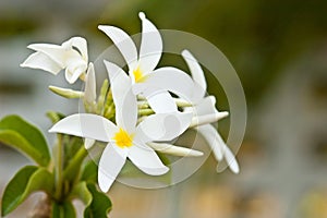 Frangipani, Plumeria blooming