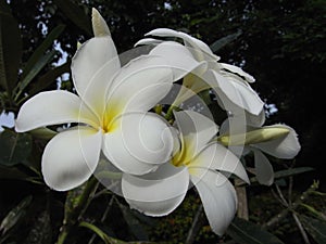 Frangipani & x28;Plumeria clusioides& x29;