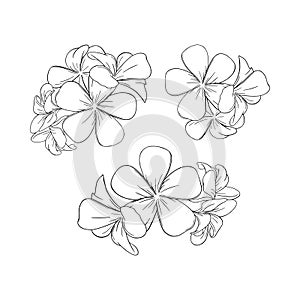 Frangipani or plumeria exotic summer flower. Engraved bunch of frangipani blossoms isolated in white background. Vector